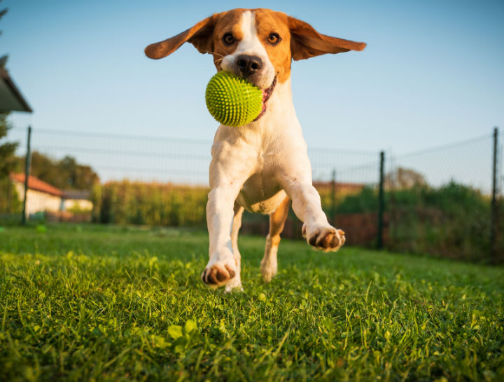 Board store a dog