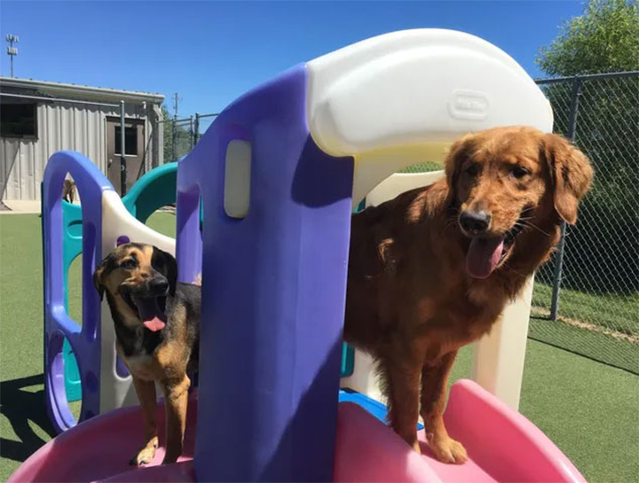 Bastrop Dog Day Care