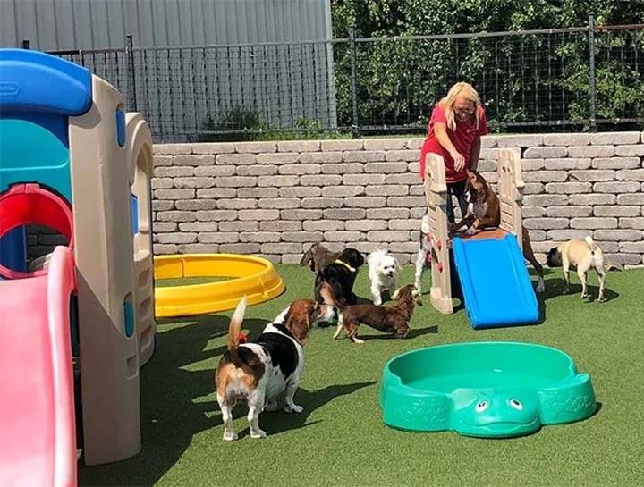 Doggie deals day camp